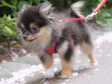 pomeranian puppies for sale near me
pomeranian
teacup
merle
pomeranian breeder