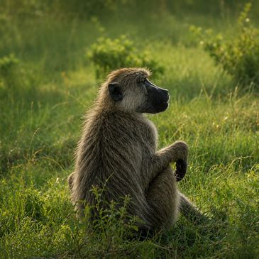 A baboon sitting thoughtfully in a grassy field during daylight.