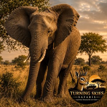 Elephant standing in golden savannah during sunset.