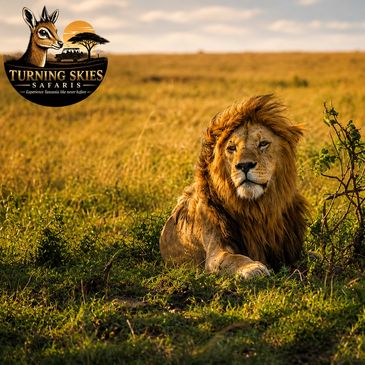 Majestic lion resting in the golden savannah during sunset.