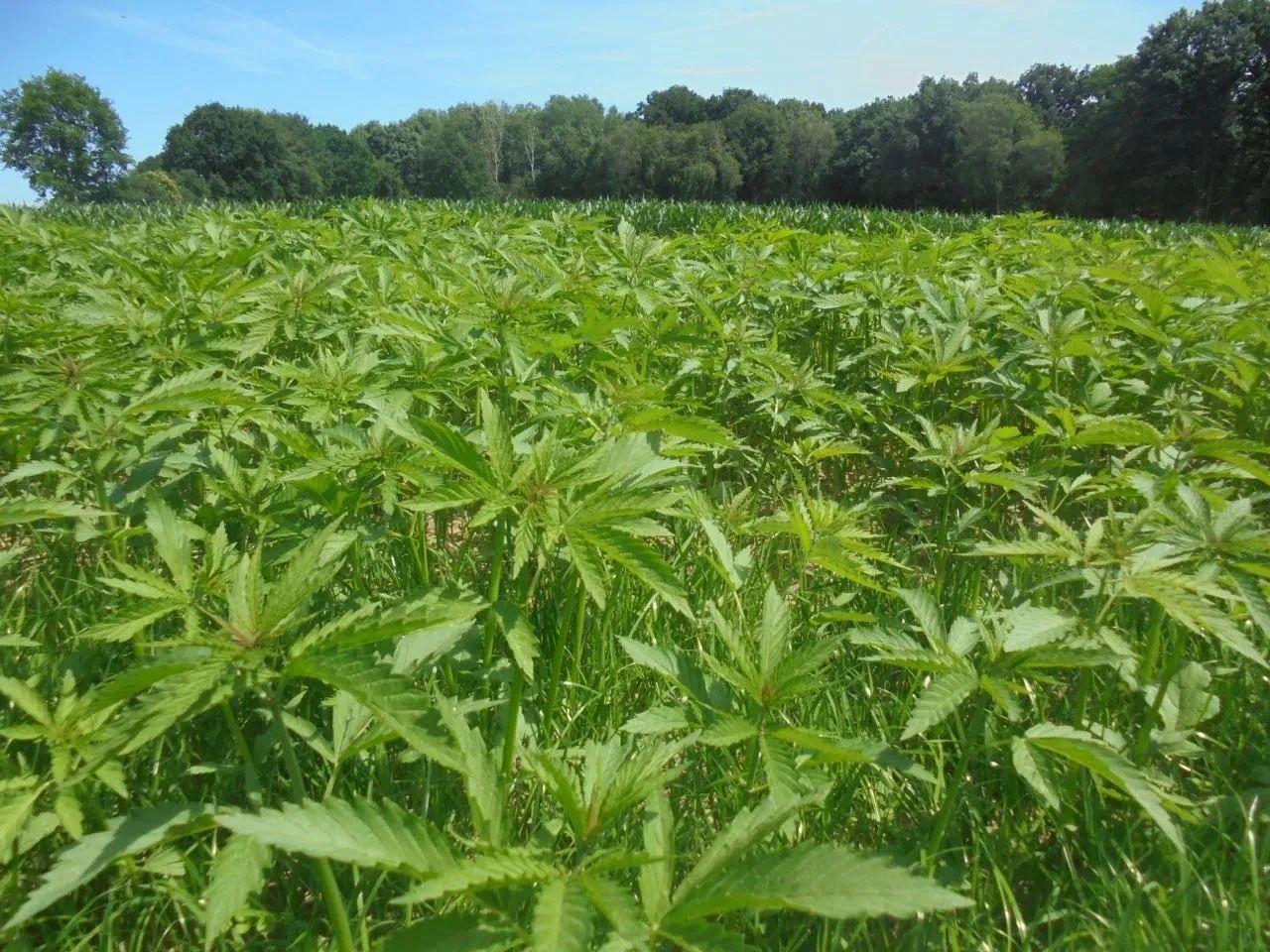 Brooklyn visual data 3