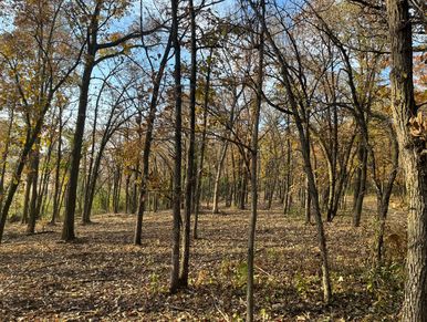 Buckthorn removal woods clearing thinning 