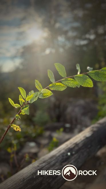 A small plant in the breeze of the sunset. Discovered while exploring the great outdoors Hikers Rock