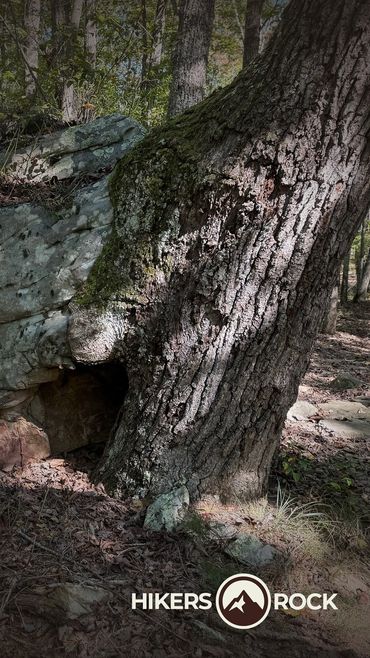 Tree grown over a large rock. Discovered while exploring the great outdoors. Hikers Rock