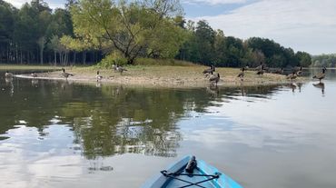 Man sitting in a kayak observing ducks on an island.