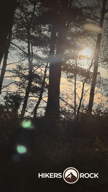 Sunset through tall trees. Discovered on an adventure while exploring the great outdoors.  