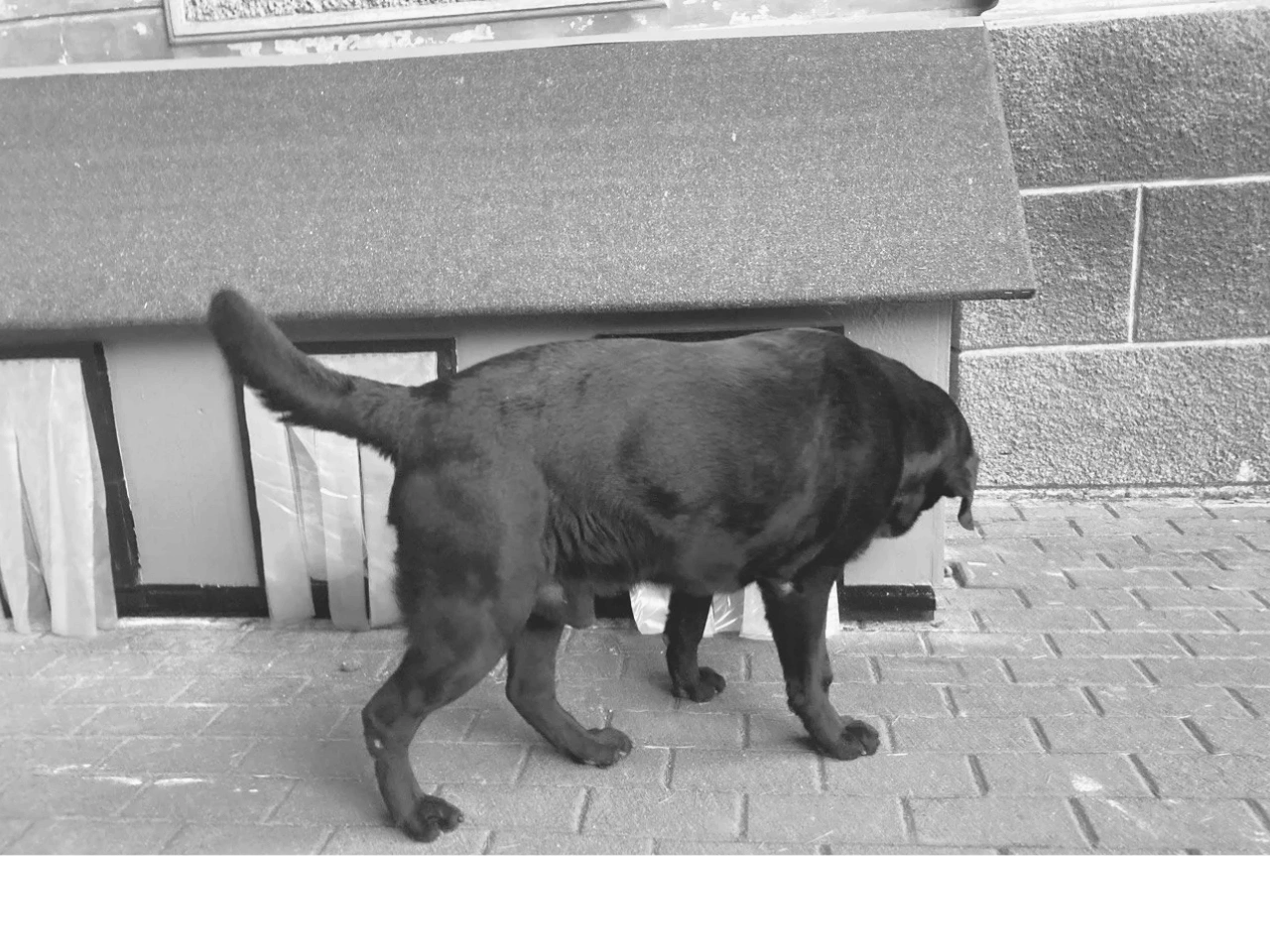 doggyville