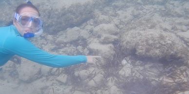 Ellie Pohlig pointing out an Octopus insularis den while snorkeling.