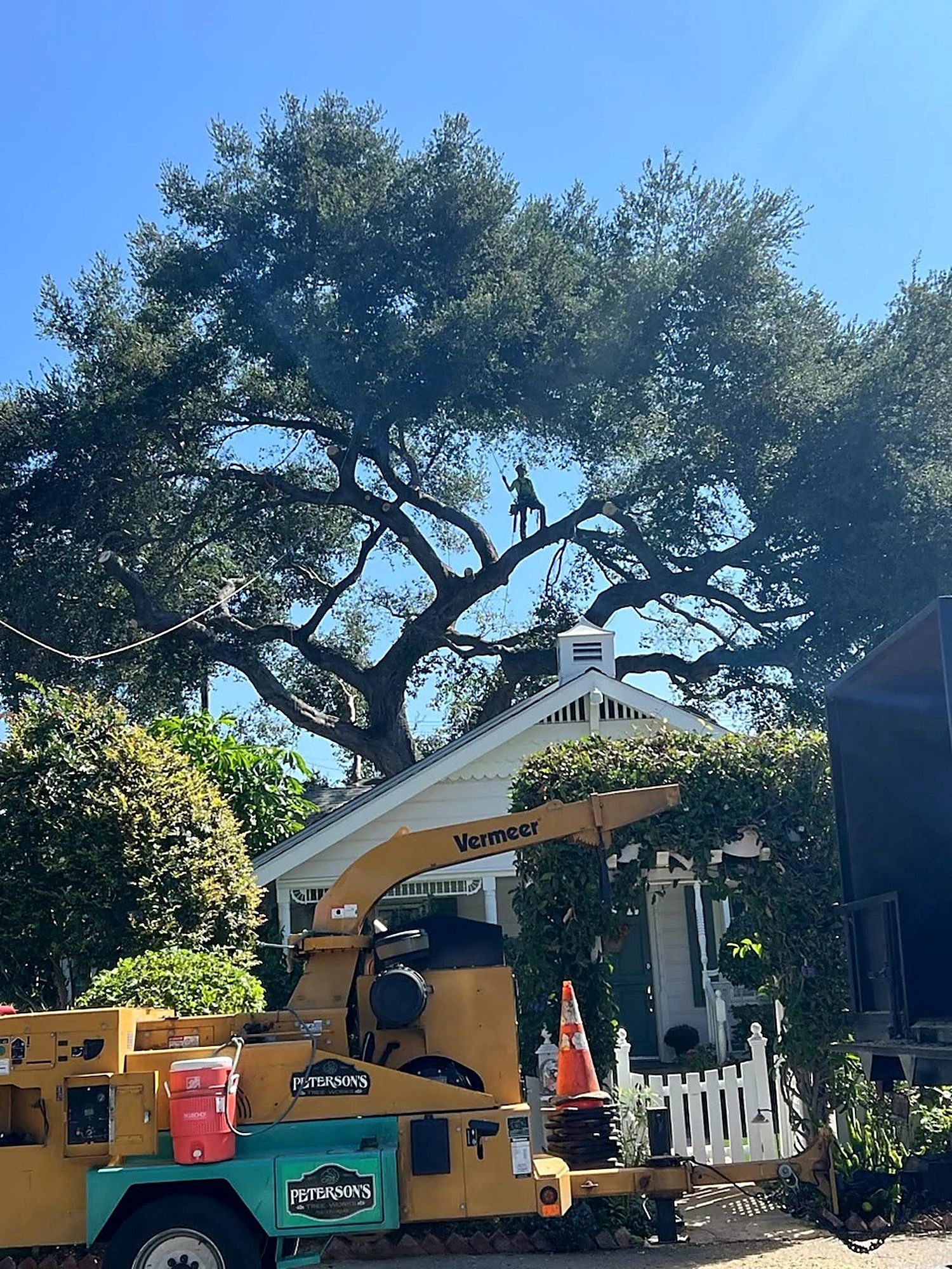 Peterson's Tree Works arborist climbing a large oak above the company's chipper in Orange County.