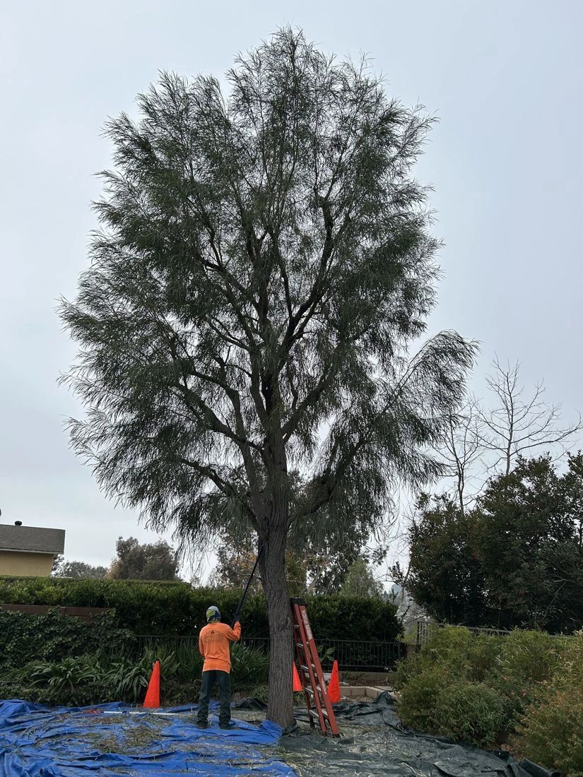 Peterson's Tree Works arborist pruning a tall tree in Orange County