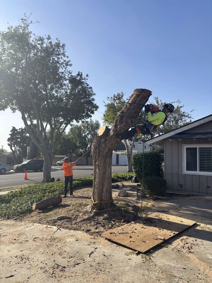 Peterson's Tree Works climber in a hard hat taking down a tree beside a home in Orange County