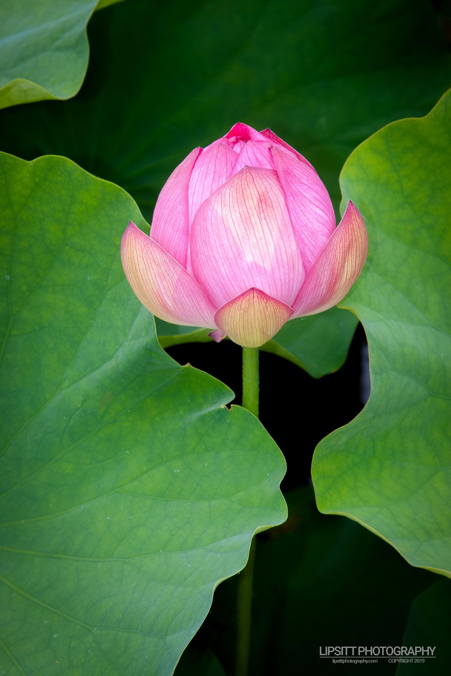 Lotus Pond – Royal Botanic Gardens, Sydney Australia