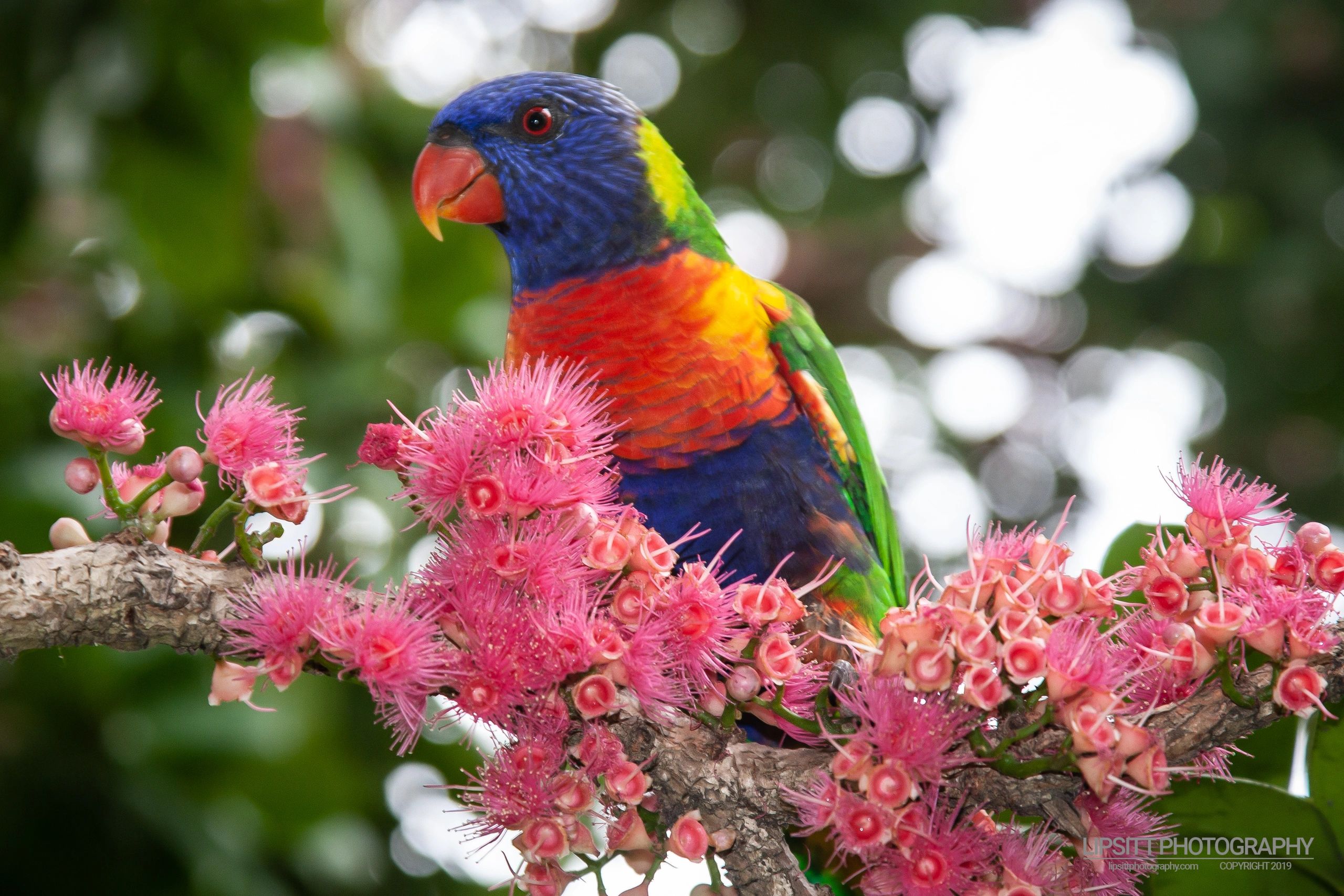 Rainbow Lorikeet – Royal Botanic Gardens, Sydney Australia