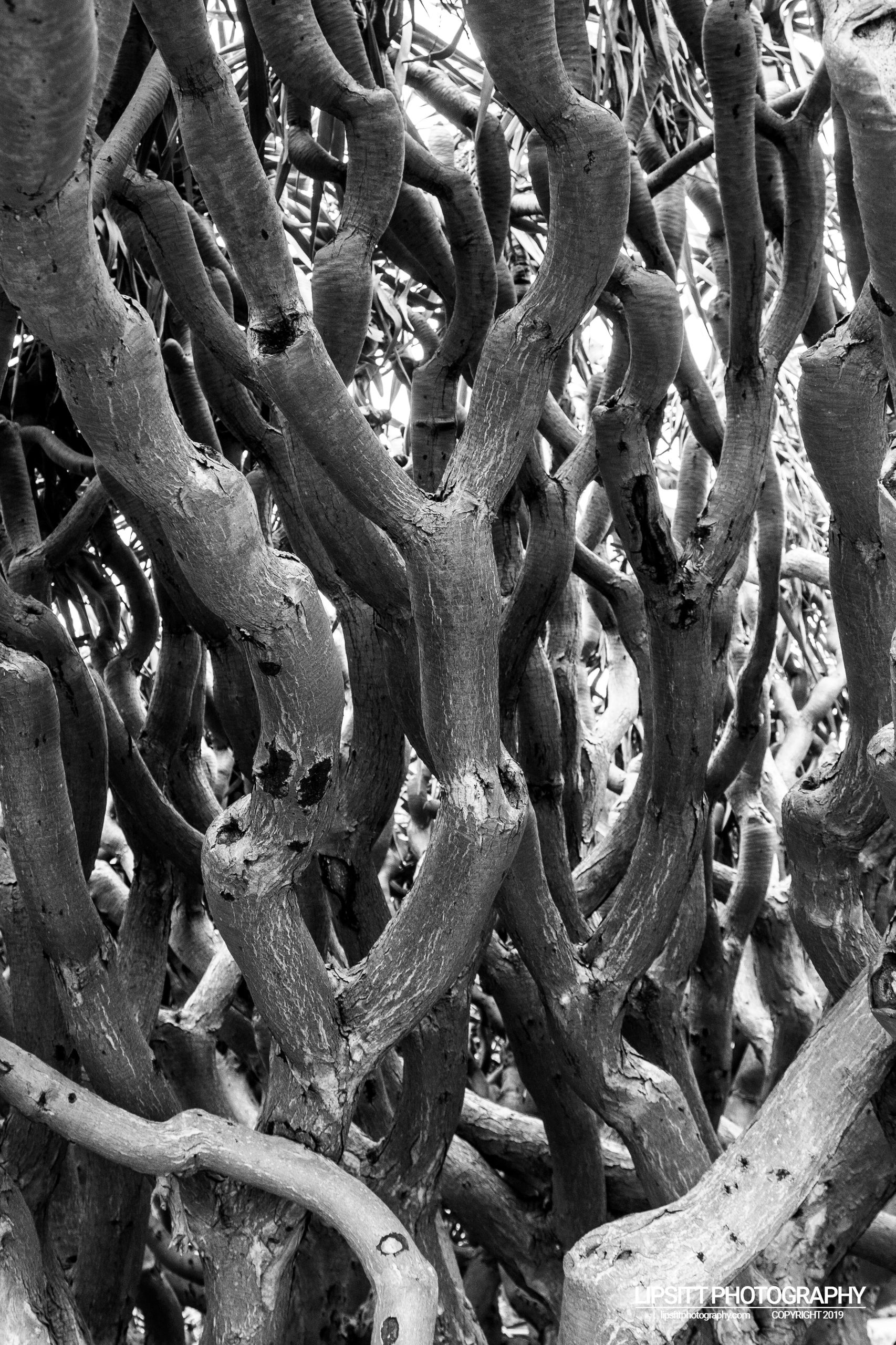 Dragon’s Blood Tree - Royal Botanic Gardens, Sydney Australia