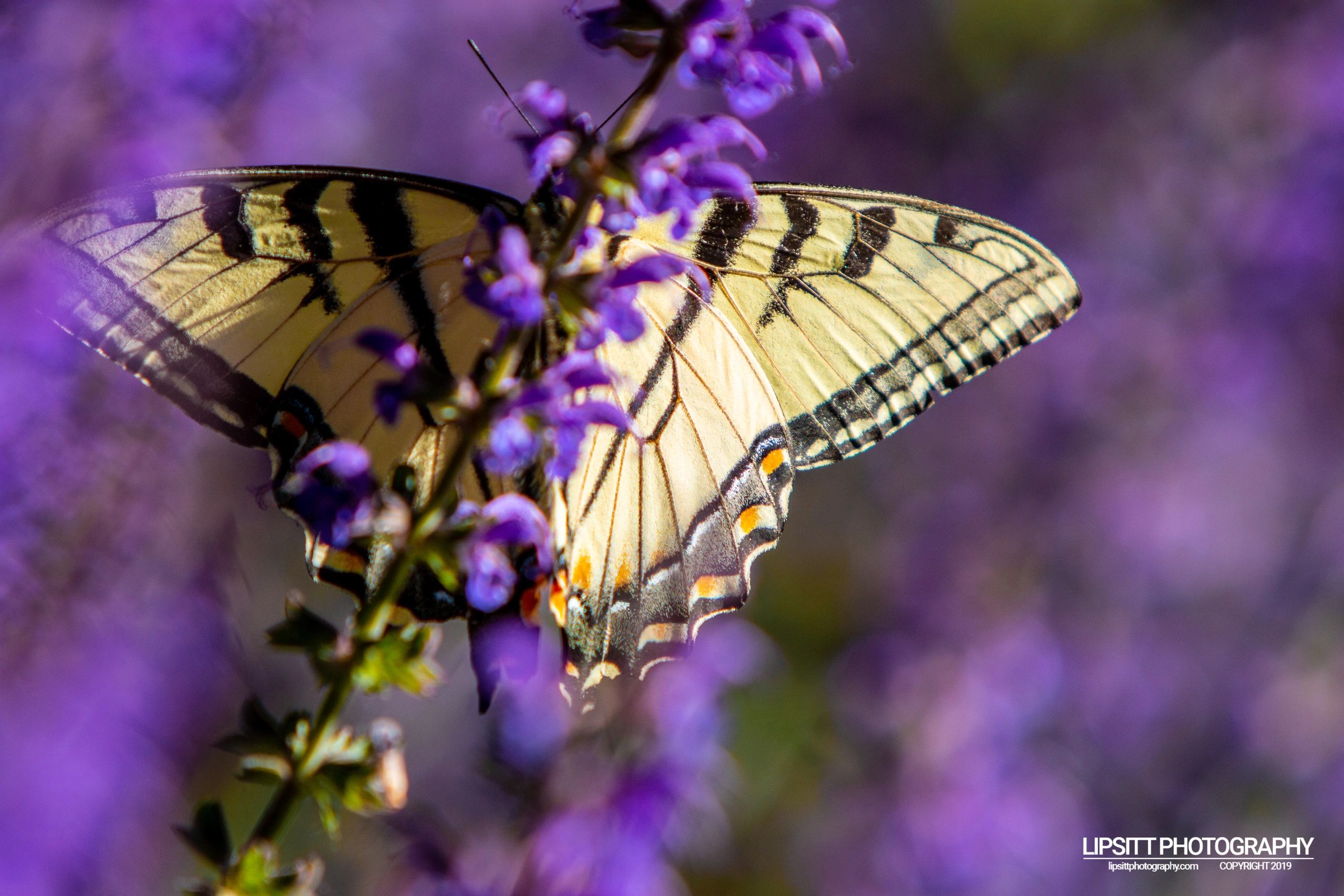 Eastern Tiger Swallowtail Butterfly - Midland, Michigan