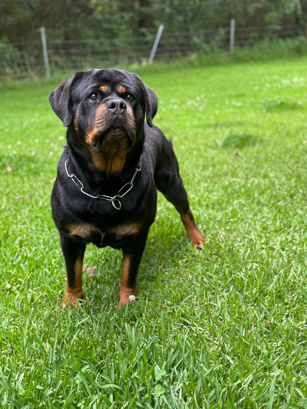 Photos of strong big female dog