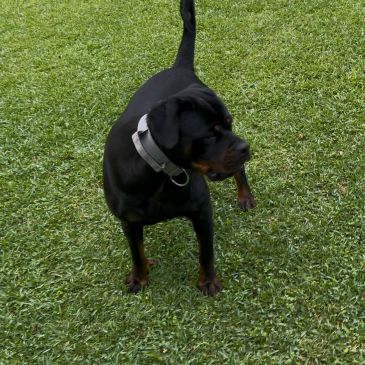 Black dog standing on grass looking to the right.