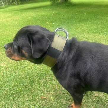Rottweiler puppy standing on grass wearing a collar.