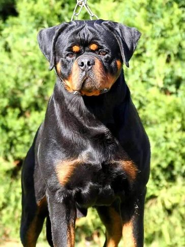 Pikac von Haus Dražić Strong Rottweiler