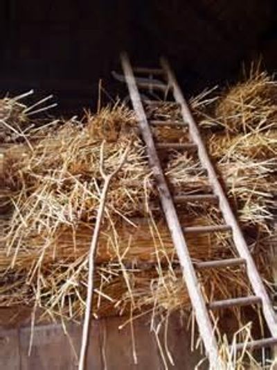 a ladder on the pile of grass 