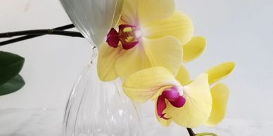 orchid and vase