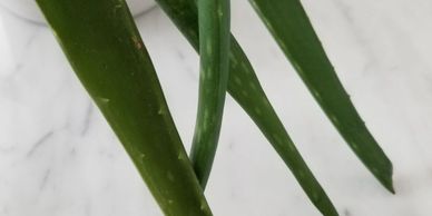 aloe