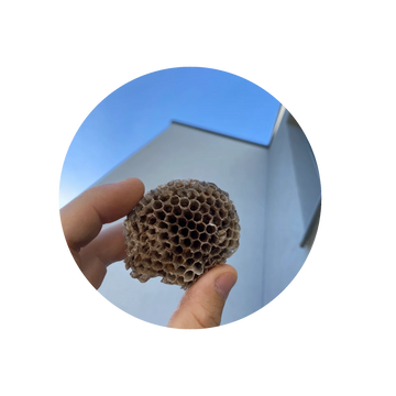 Removal of Wasp nest of house, remove wasp, spray wasp nest, seal up wasp locations, 