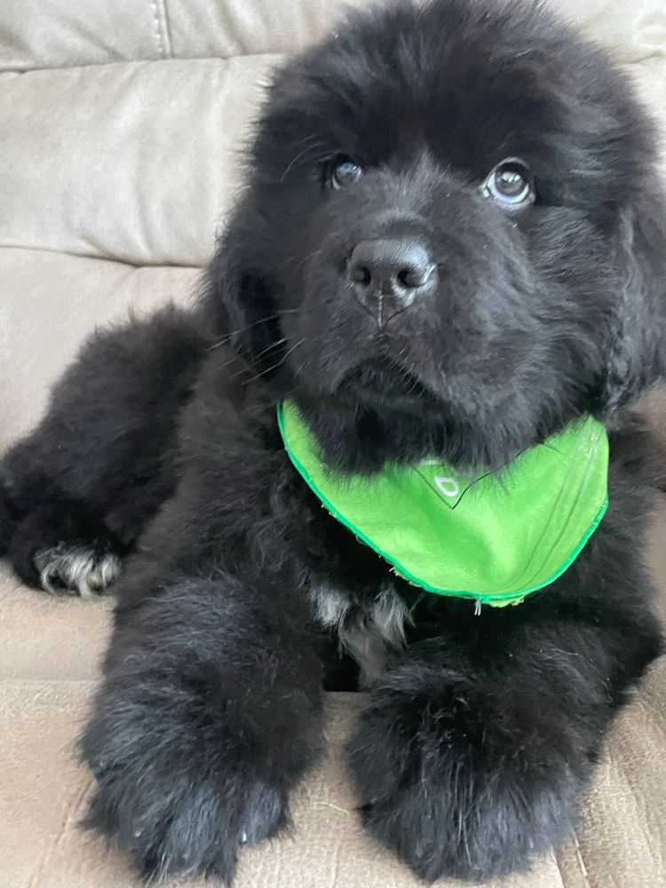 Newfoundland Puppies OVER THE MOON NEWFOUNDLANDS