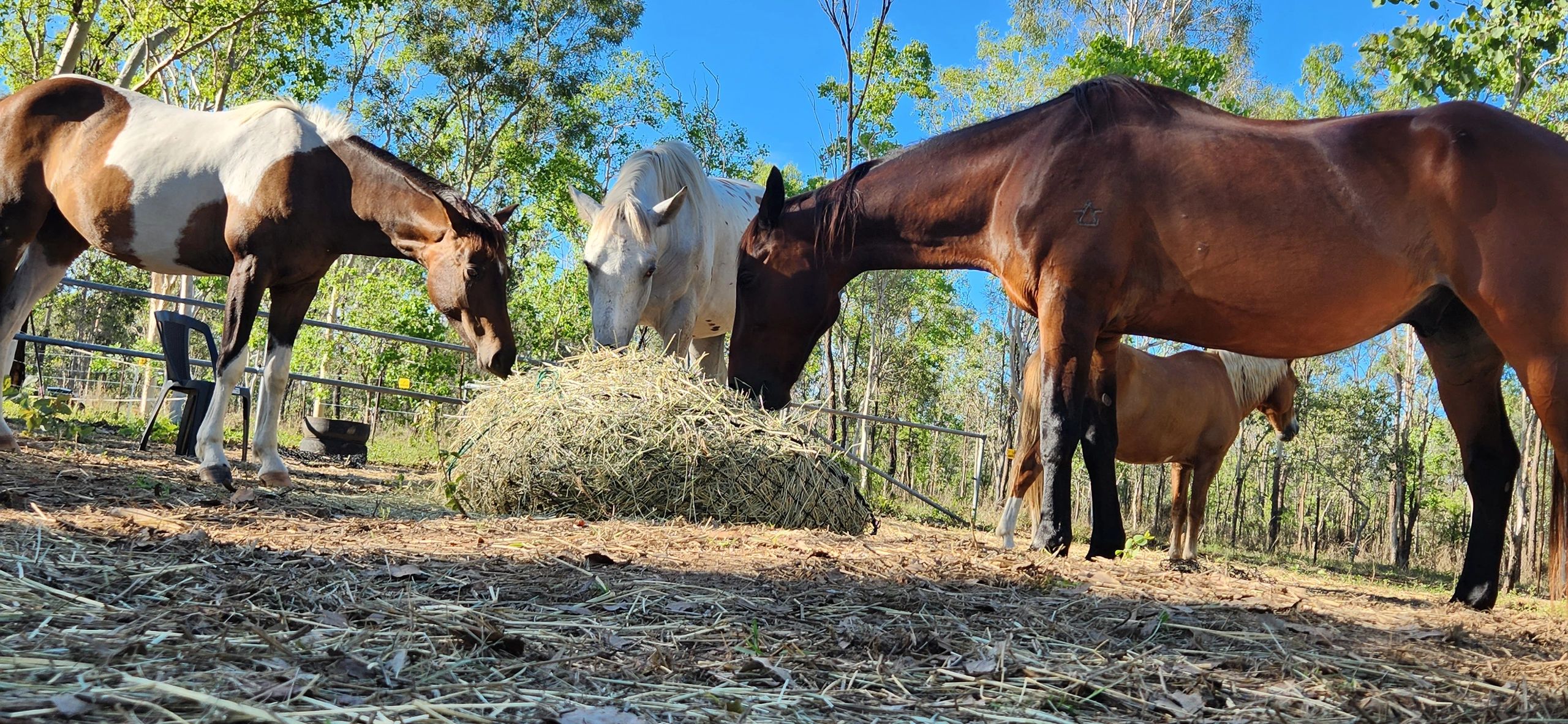 Horses eating hay