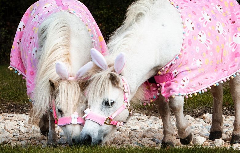 Easter Pony Event at Springtime at Lillingstone 