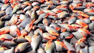 Organic Farming from Shenoy's