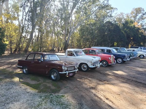 Lineup of vintage cars parked in a wooded area.
