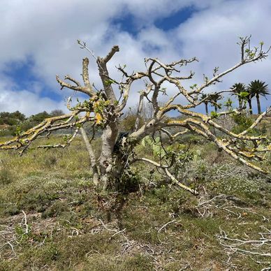 Fig tree with new growth in March 2023