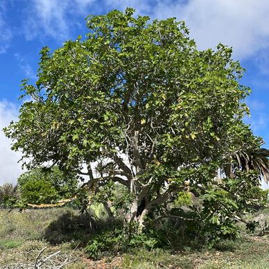 Fig tree in November 2022 - full or growth