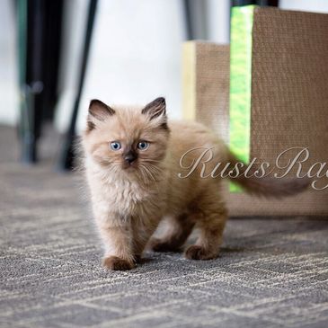 seal point ragdoll, ragdoll kittens in St Louis, Ragdoll kittens for sale, Ragdoll kittens near me