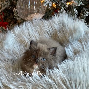 fluffy kittens, sweet kittens, Ragdoll kittens, Ragdoll cats, Kansas ragdoll kittens, mink ragdolls