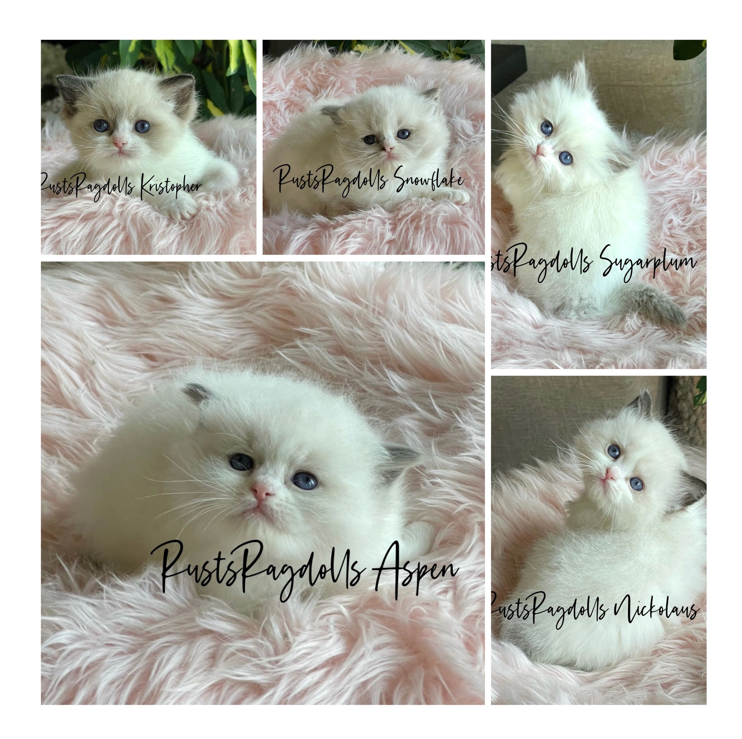 Week Four Of Our Ragdoll Kitten Countdown