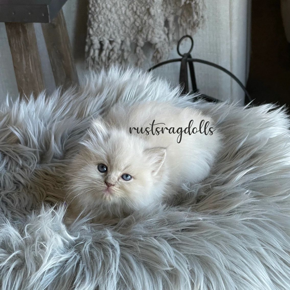 Rustsragdolls - Ragdoll Kittens for Sale, Ragdoll Kittens Rustsragdolls - Ragdoll Kittens for Sale, Ragdoll Kittens