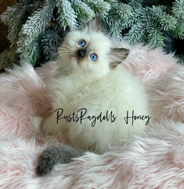 RustsRagdolls Gallery