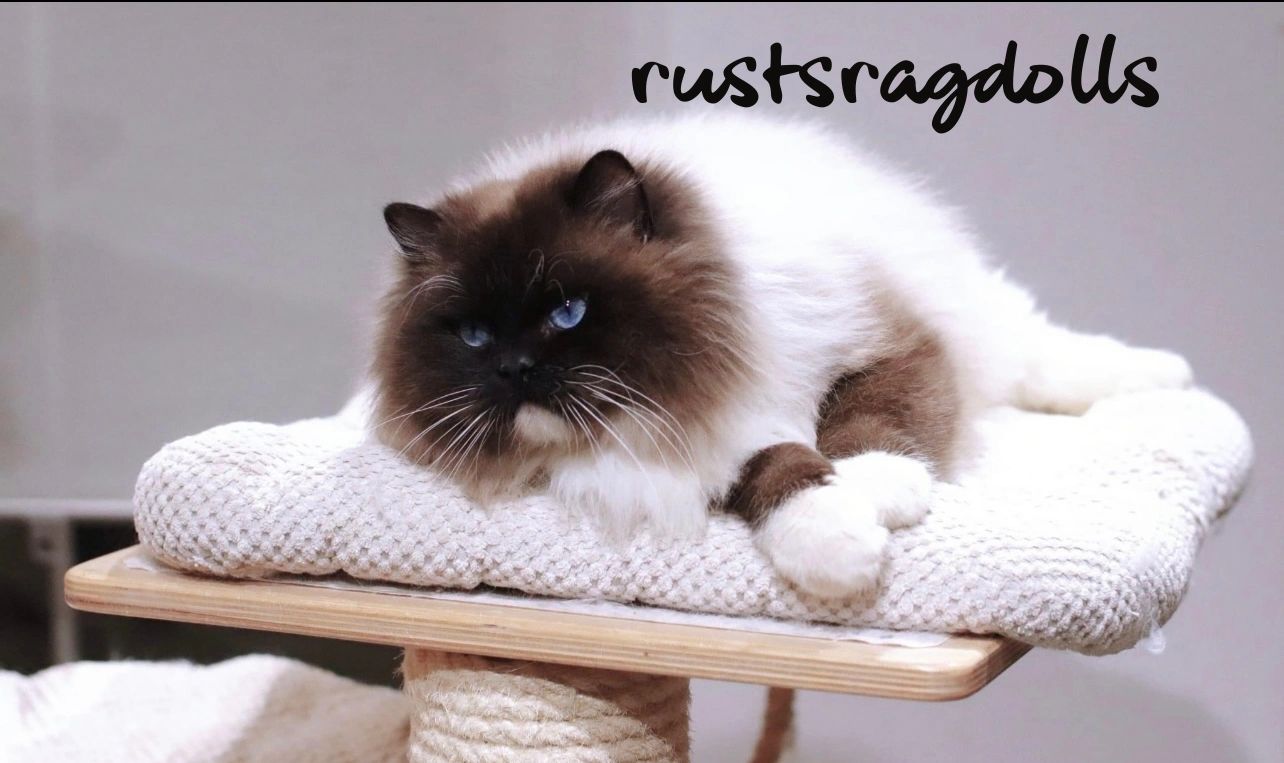 Ragdoll Adult Kings
