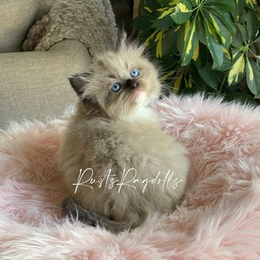 Brown Ragdoll kitten sitting on a pink blanket.