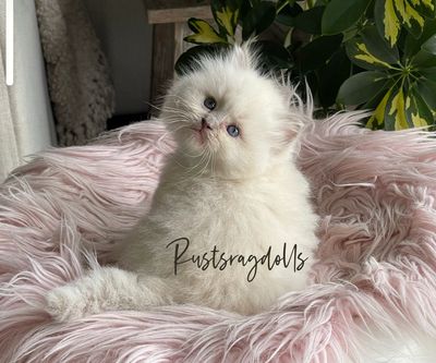 A beautiful lilac ragdoll kittens from Rusts Ragdolls, a breeder located in Kansas. 