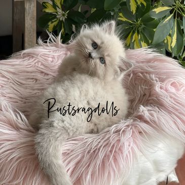 blue mink ragdoll kitten, ragdoll kittens Nebraska, Kansas ragdoll kittens, Ragdoll kittens, kittens