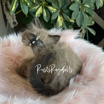 Image of brown ragdoll kitten