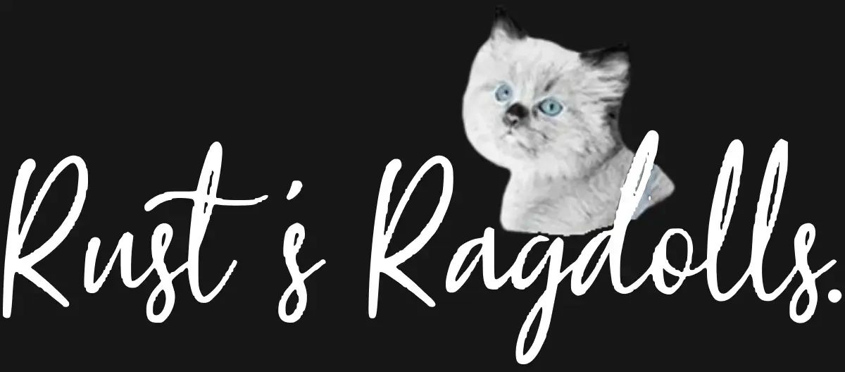 Flame Point Ragdoll Kittens (For Sale, Pictures & Information)