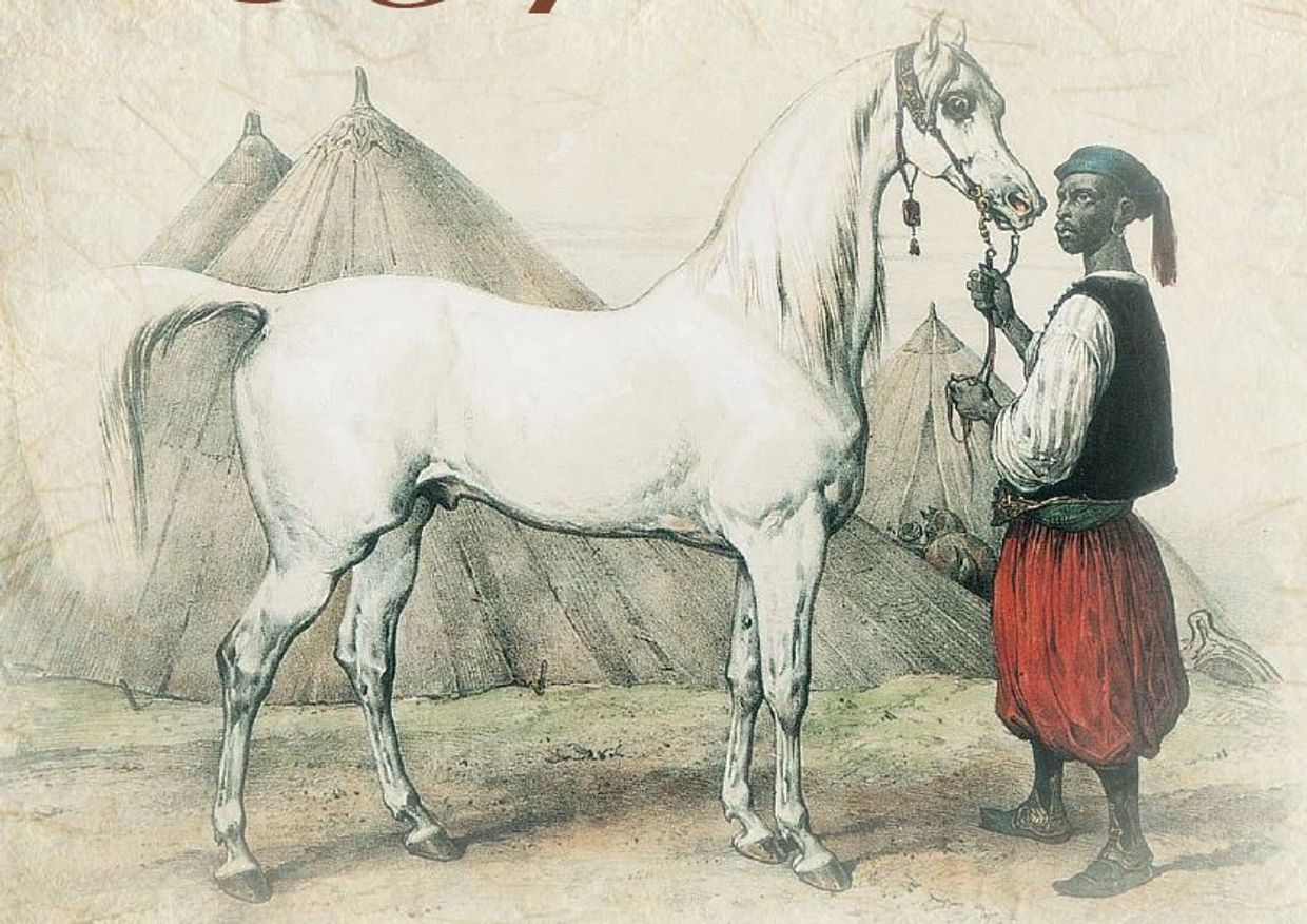 Man in traditional attire holding a white horse in front of tents.
