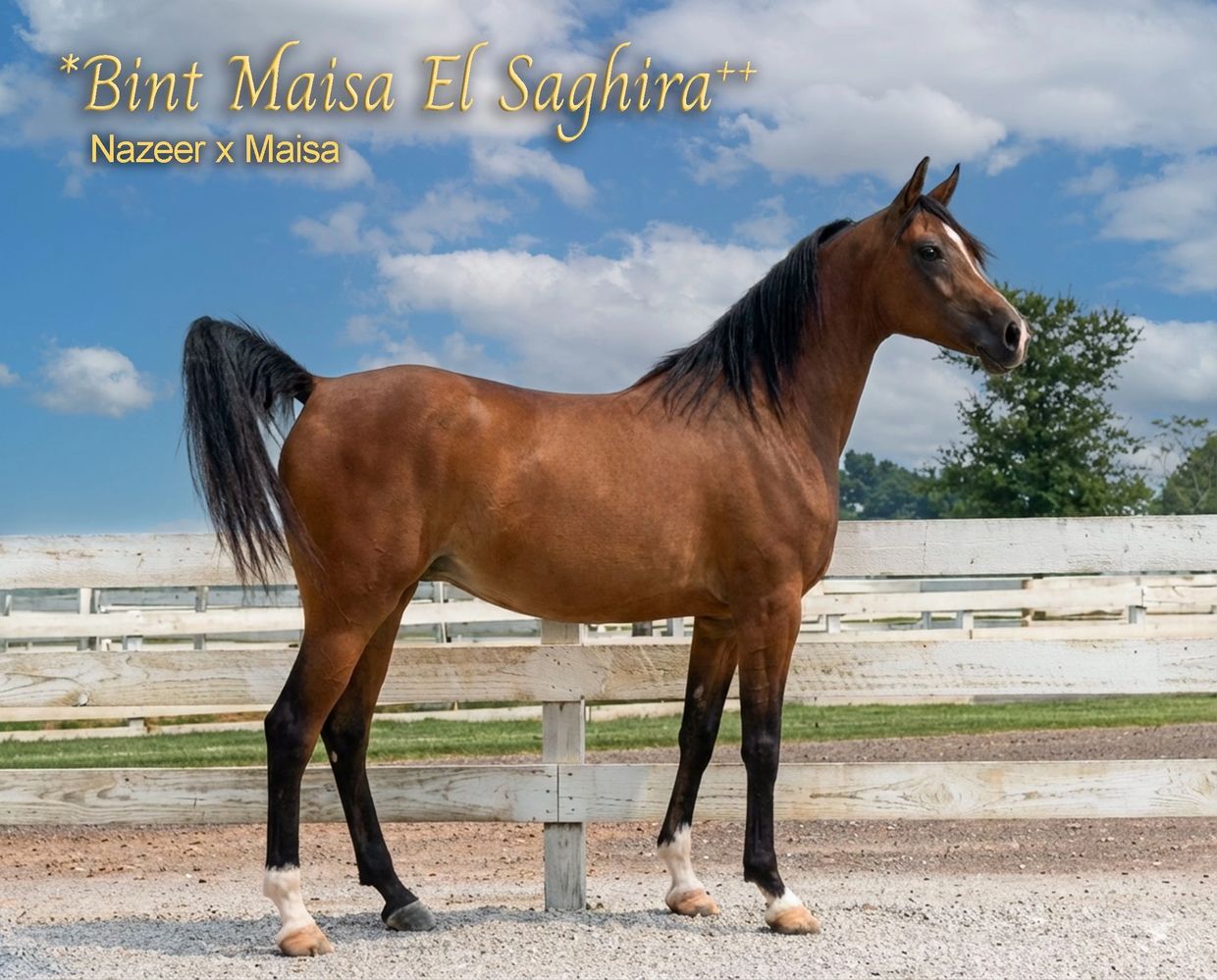 A brown horse named Bint Maisa El Saghira stands by a white fence under a cloudy sky.