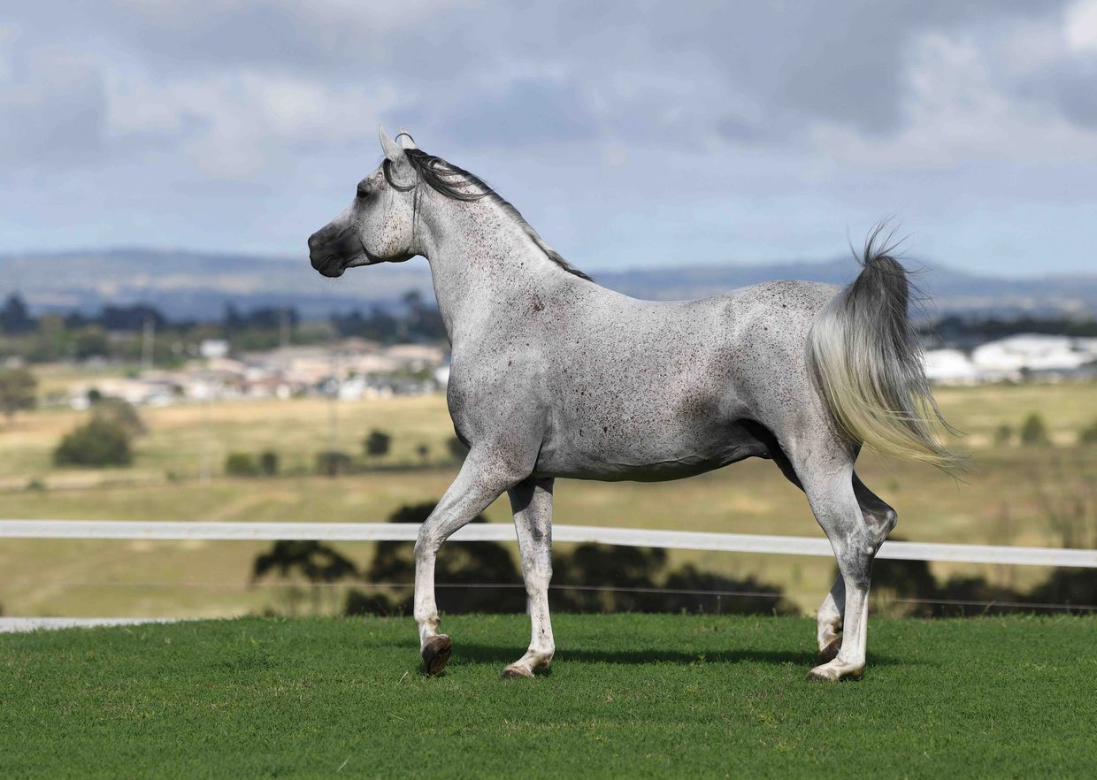 A grey horse trotting on green grass with a scenic background.
