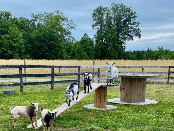 Nigerian Dwarf Dairy Goats