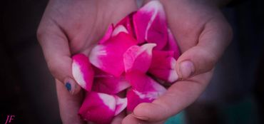 petals from the ground